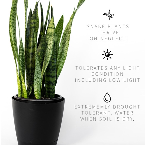 Air Purifier Mother In Law Tongue Snake Plant - Picture 2 of 8